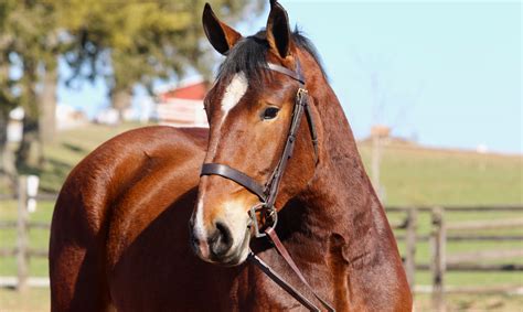A list of horses for sale priced under 1,500 listed on EquineNow. . Horses for sale for 1